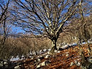 12  Al grande faggio baciato dal sole nel bosco di prevalenti carpini neri